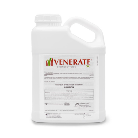 venerate