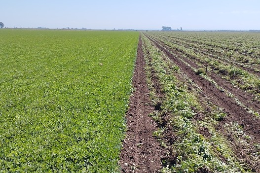 Cultivo de maní